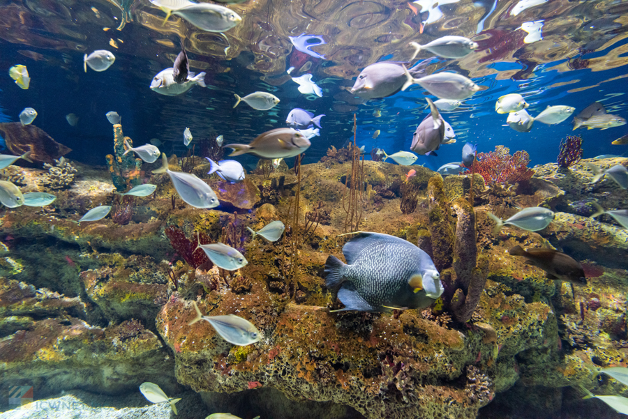 Aquarium for sale in Holden Beach, North Carolina