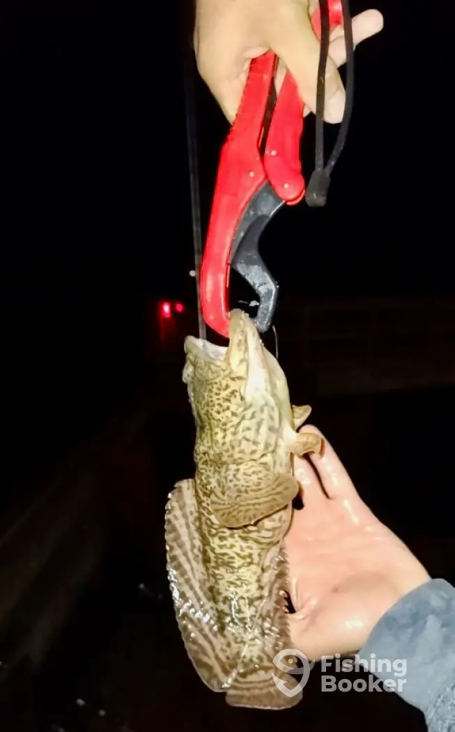Wild Catch Fishing charter image 2
