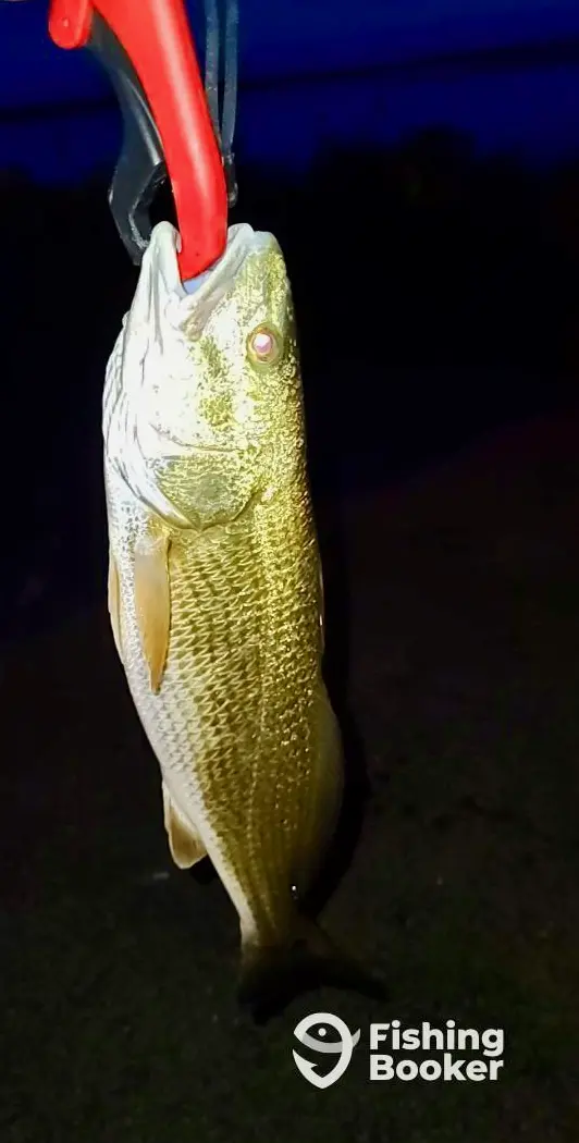 Wild Catch Fishing charter image 3