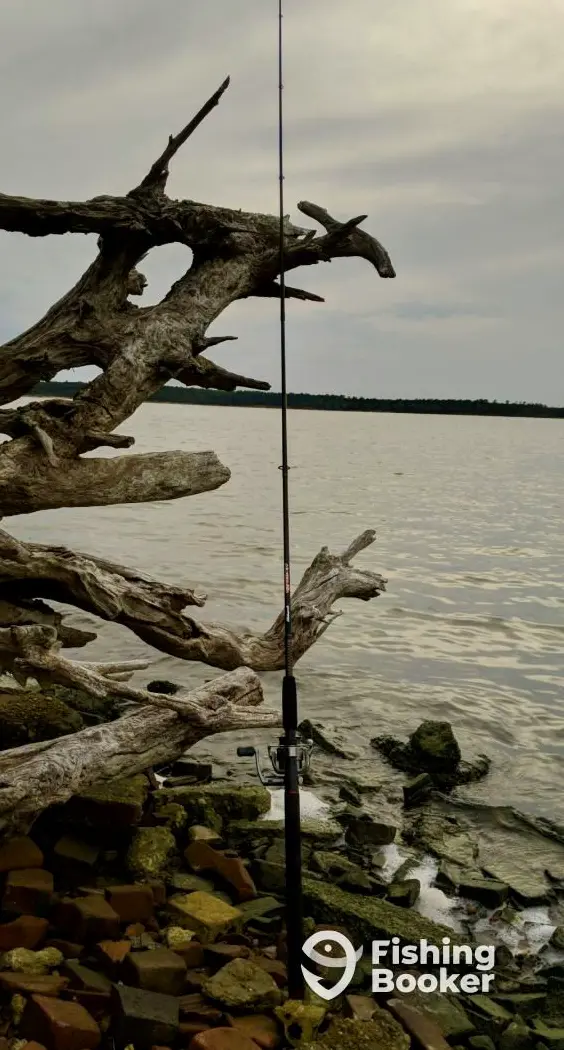 Wild Catch Fishing charter image 5