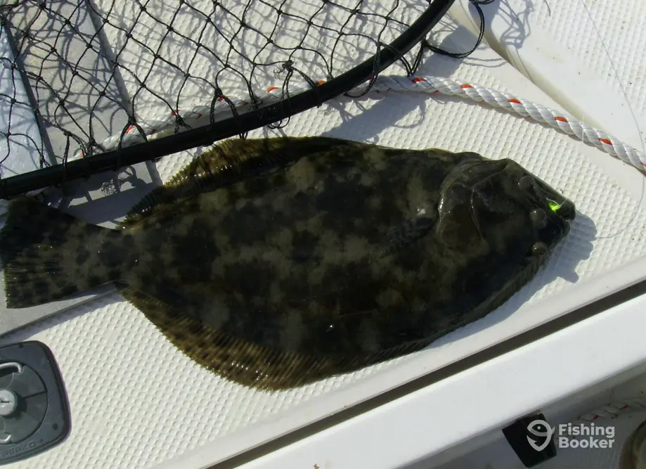Salty Dawg Fishing Charters charter image 5