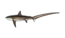 Shark (Thresher)